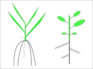 monocot_a_decot